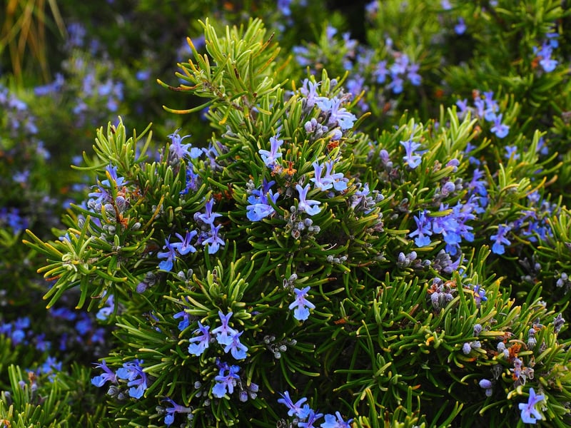 Herbs